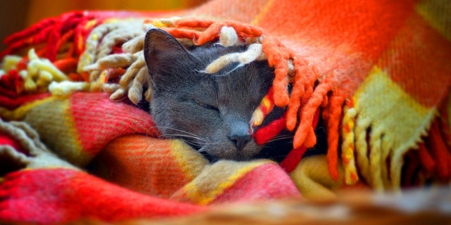 Забавные фото котеек