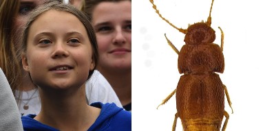 В честь Греты Тунберг назвали новый вид жука. У насекомого нет глаз и крыльев, но зато есть косичкообразные усики