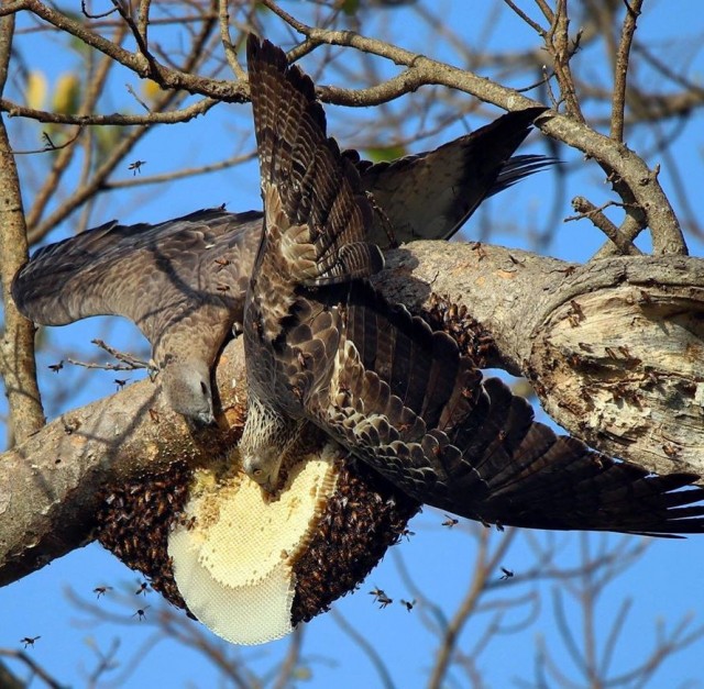 Живность из сети
