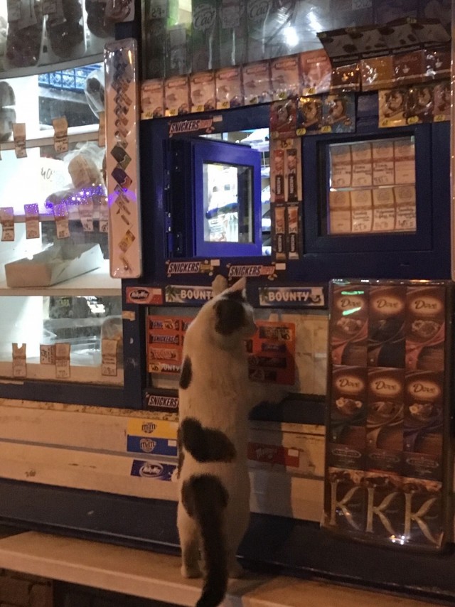Забавные картинки с котами из сети