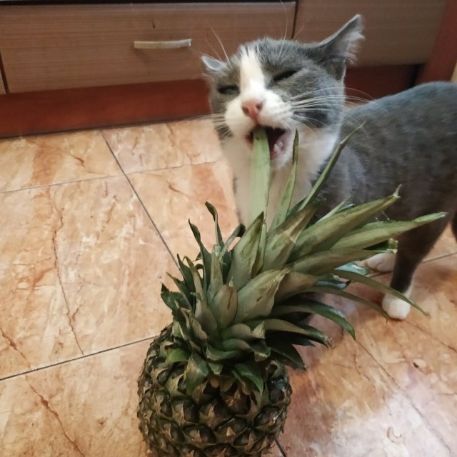 Коты из сети