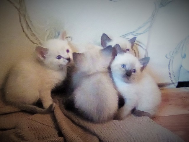 Котофеев пост
