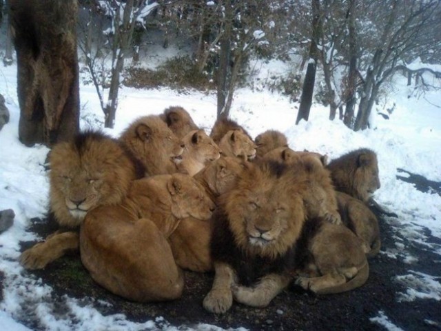 Зверушки