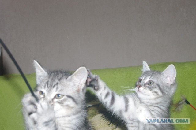 Котики-шпротики!)))