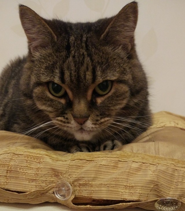 Котовторник