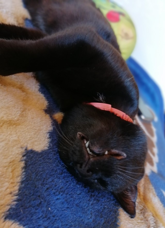 Котовторник?! Коты во вторник!