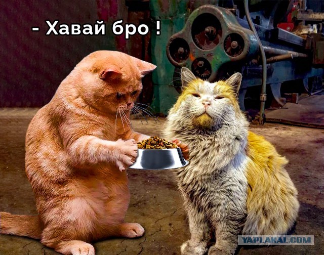 Фотожаба - Кот