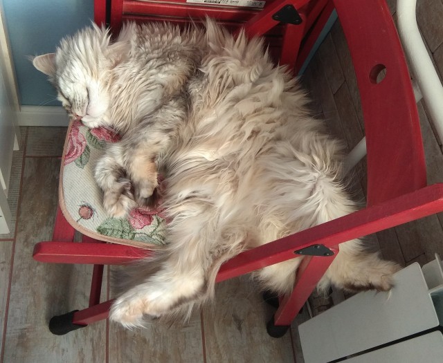 Вторник. Кото-вторник...