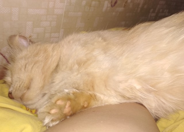 Котовторник же очередной