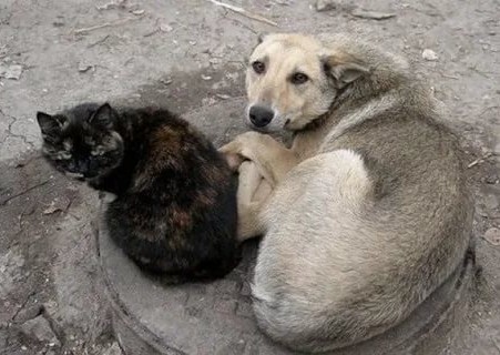 Штраф  30 тыс. рублей за выброшенных питомцев