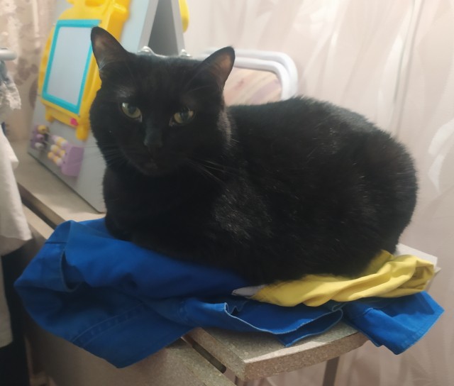 Котовторник (свои добавляем)