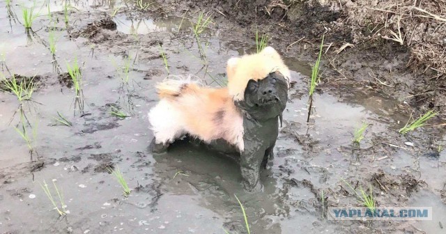 Заведи собаку, говорили они... это будет весело, говорили они