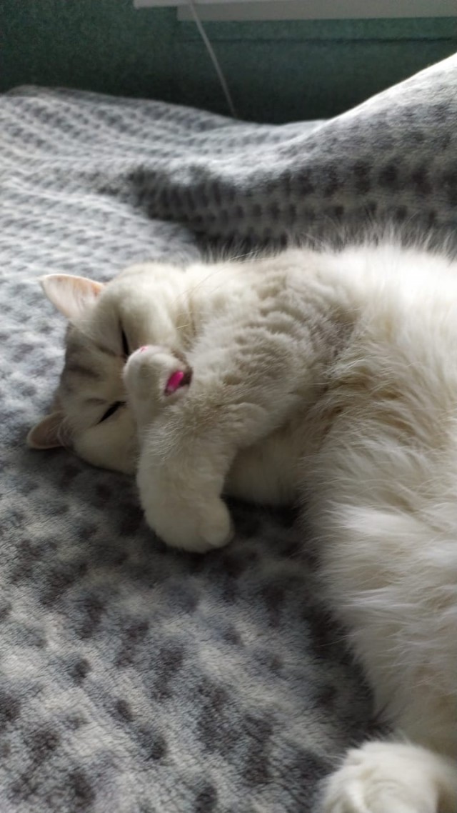 Котовторник так котовторник