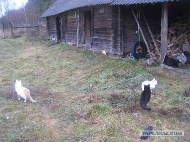 Жизнь домашнего приюта для котеек 373