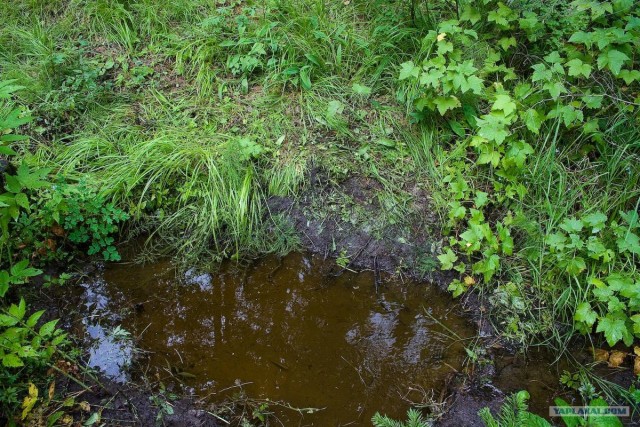 Тайга, сибирь, конец июля 2010
