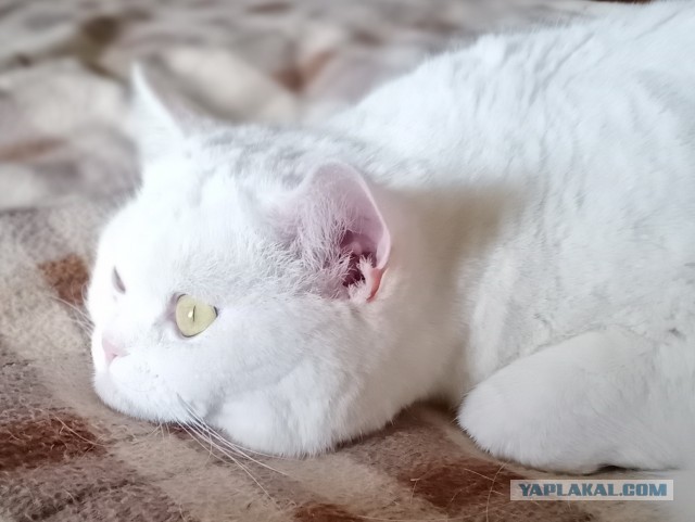 Жизнь домашнего приюта для котеек 375