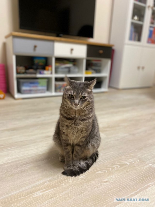 Котовторник. Февраль