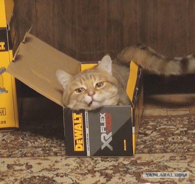 Котовторнику посвящается