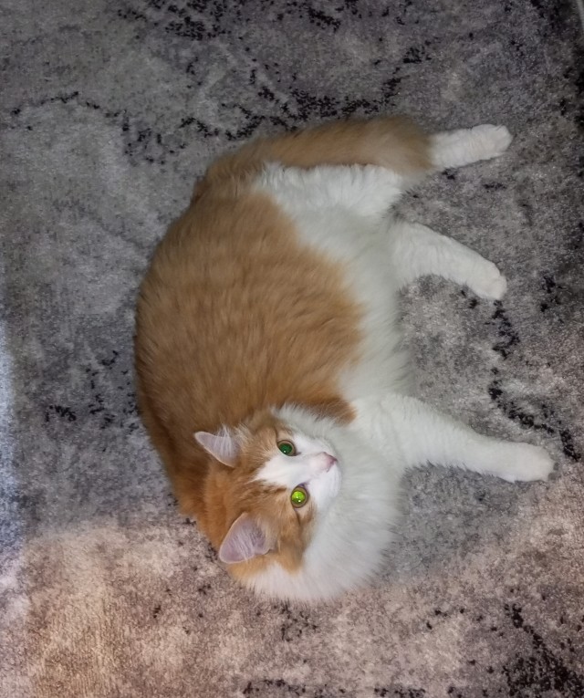 Долой политику, ура котикам!