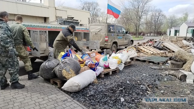 Котики в беде