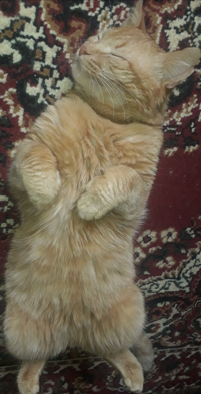 Котоманы, как не разориться на кормежке котов?