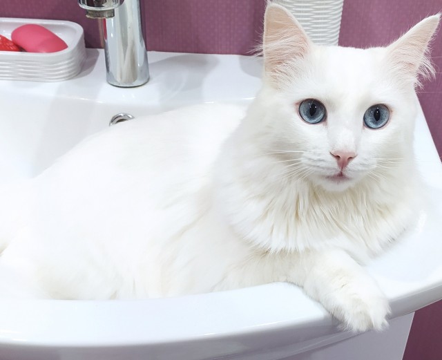Котовторник.