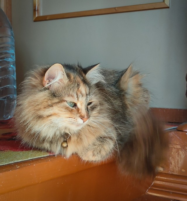 А вот и котовторник 24.05.2022