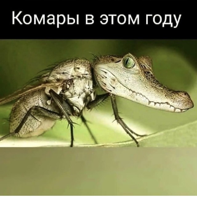 Картинки и мемы для настроения - 19