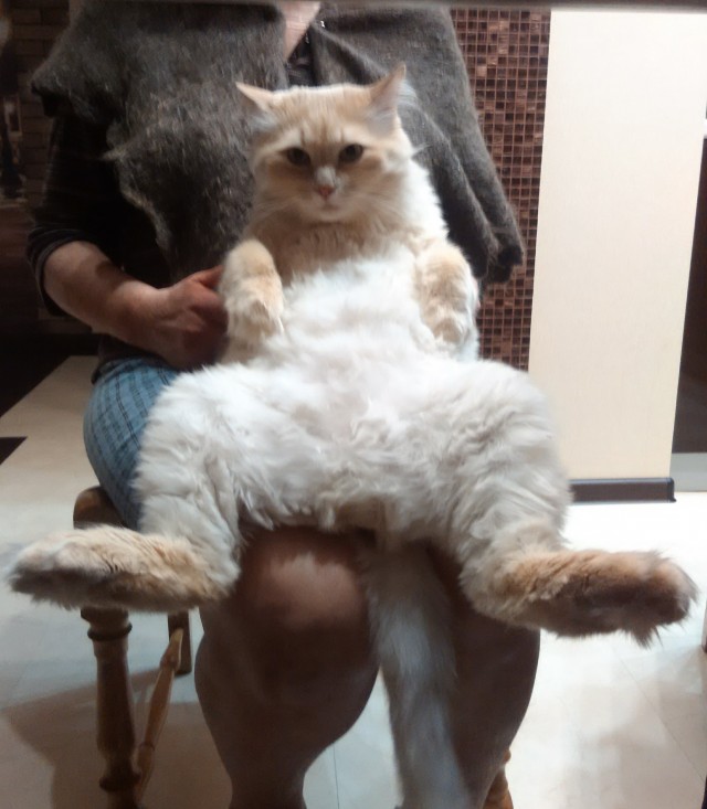 Котёнок по имени Гав