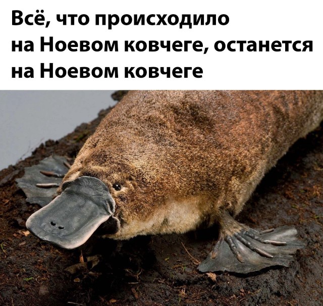 Драконий Хвост
