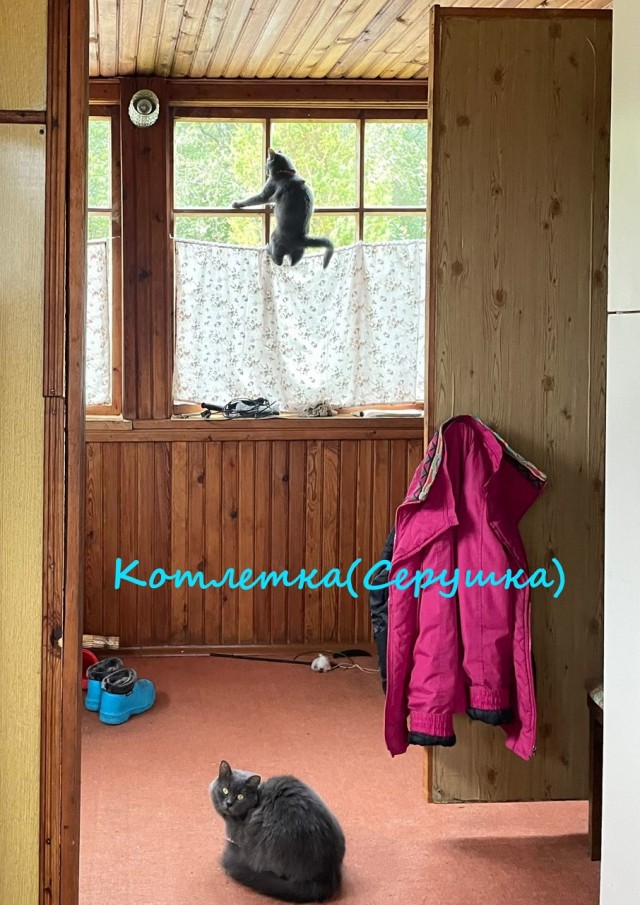Жизнь домашнего приюта "Котоленд" 361
