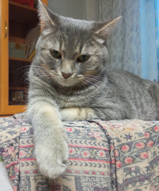 Котовторник 17.01.23