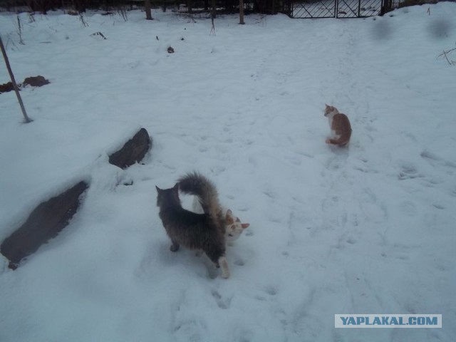 Жизнь домашнего приюта для котеек 432