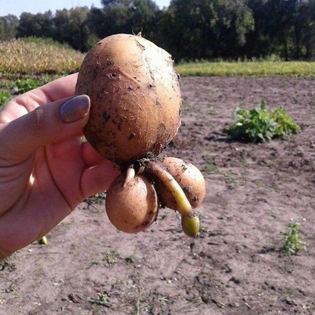У российских производителей картофеля возникли проблемы