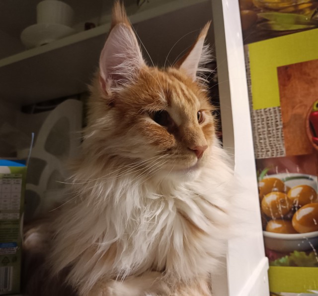 Кошка