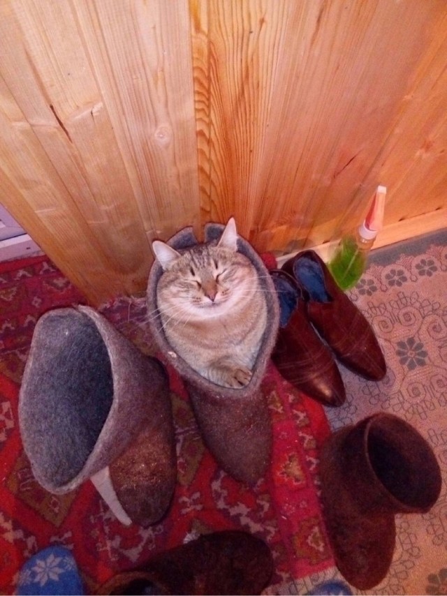 Рыбов неси!