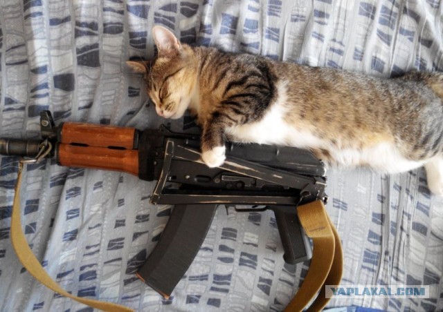 Тактический кот.