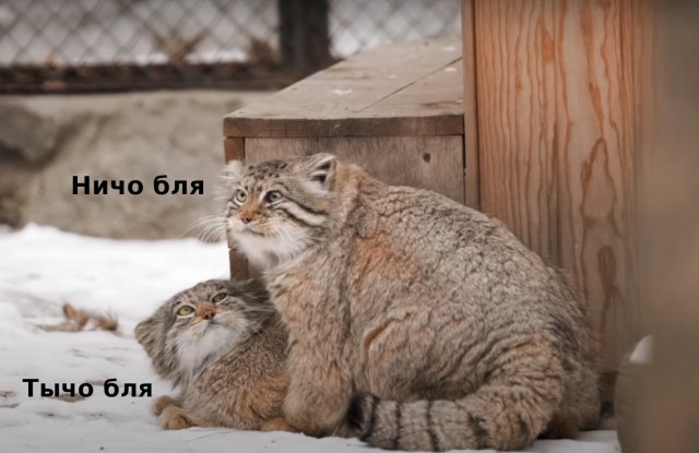 Манулы Зеленогорск и Мия: весенняя страсть!