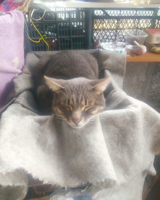 Соседский кот на даче постоянно приходит и наглеет , хотя там его кормят