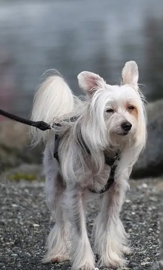 Безумные помеси собак