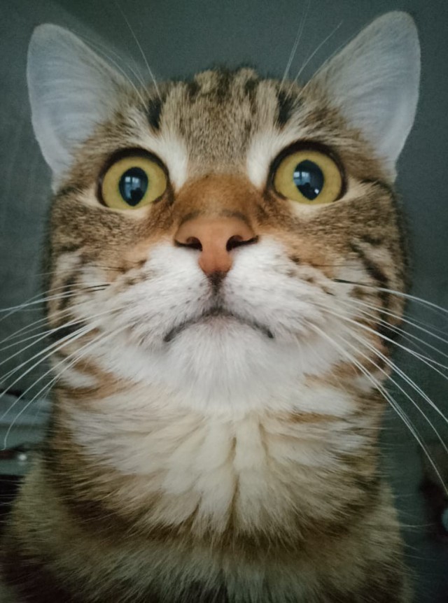 Моника