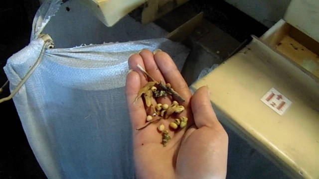 От поля до пачки на полке магазина. Или давно нут ели, камрады?