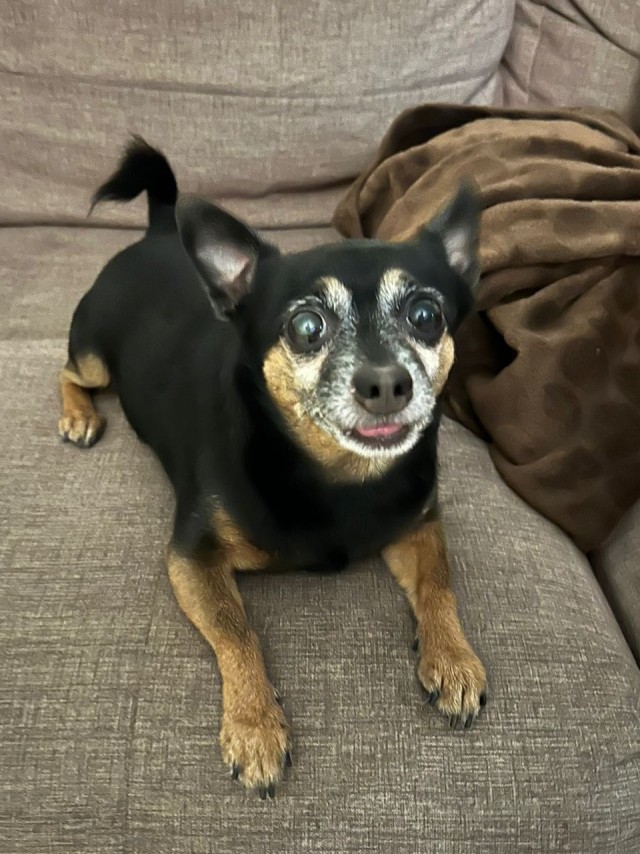 Девочка, которая не бросит