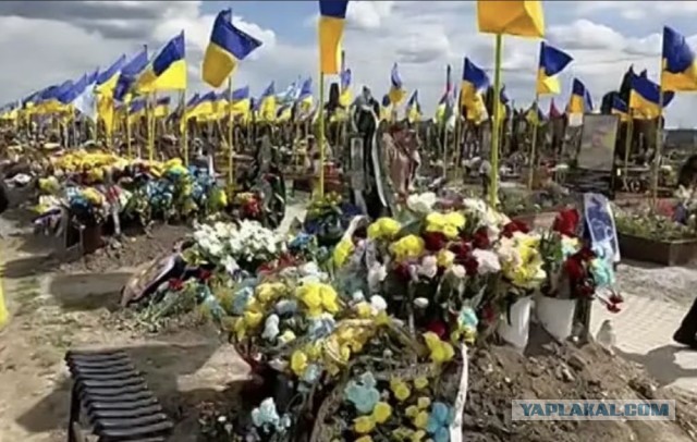 Попугай украинец и кот русский