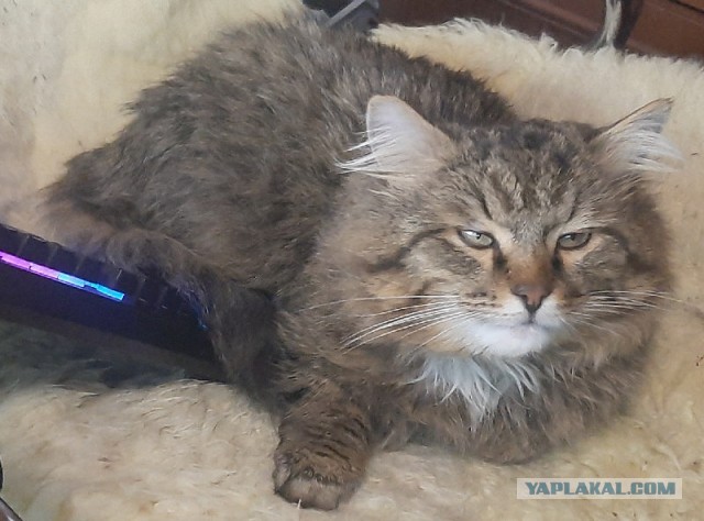 Купание кота, как вид боевого искусства