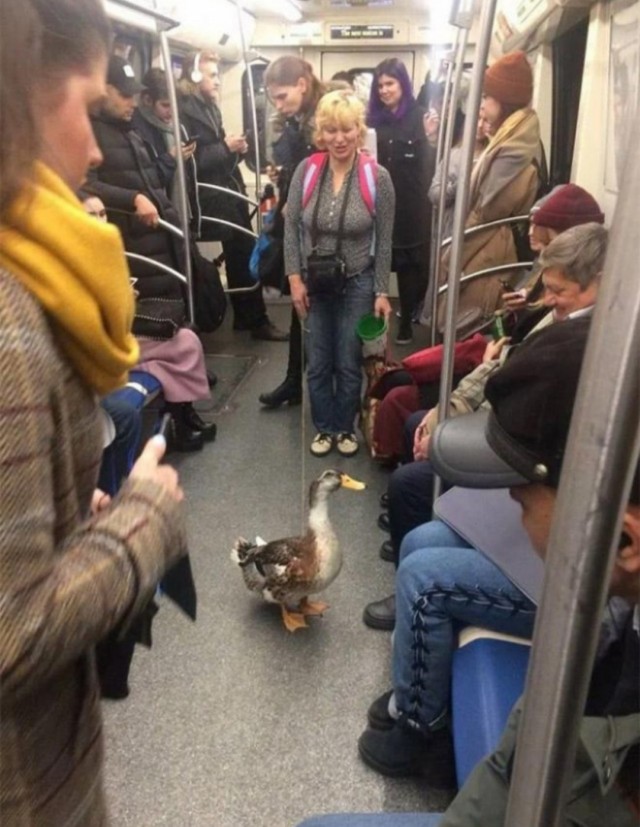 Зашквар и дичь в американском метро