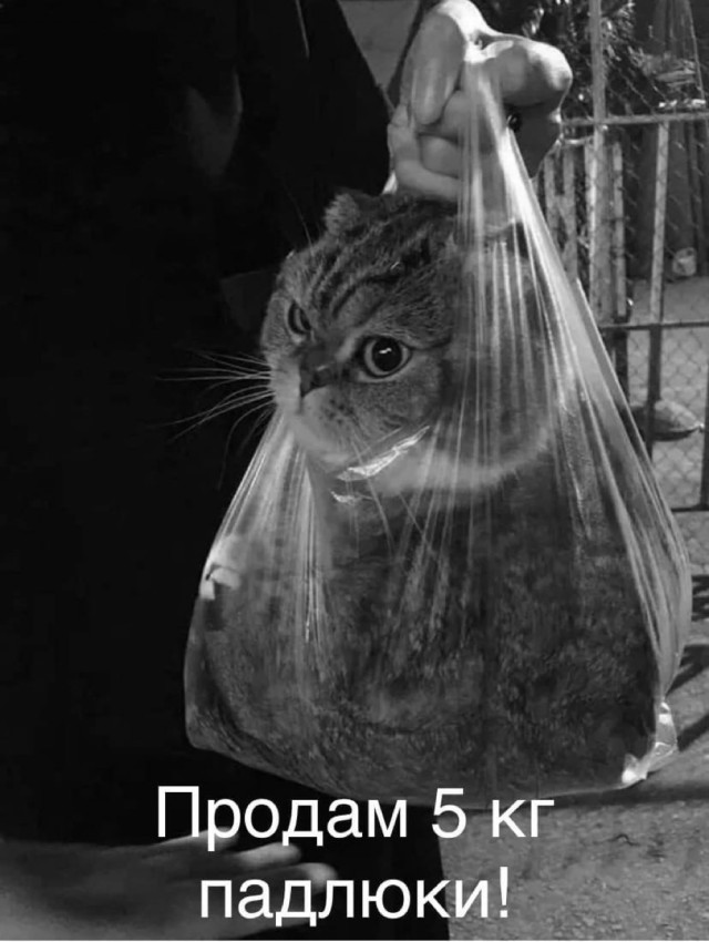 Котовторник в картинках