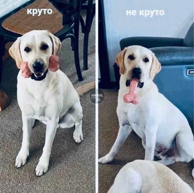 Отряд быстрого деградирования