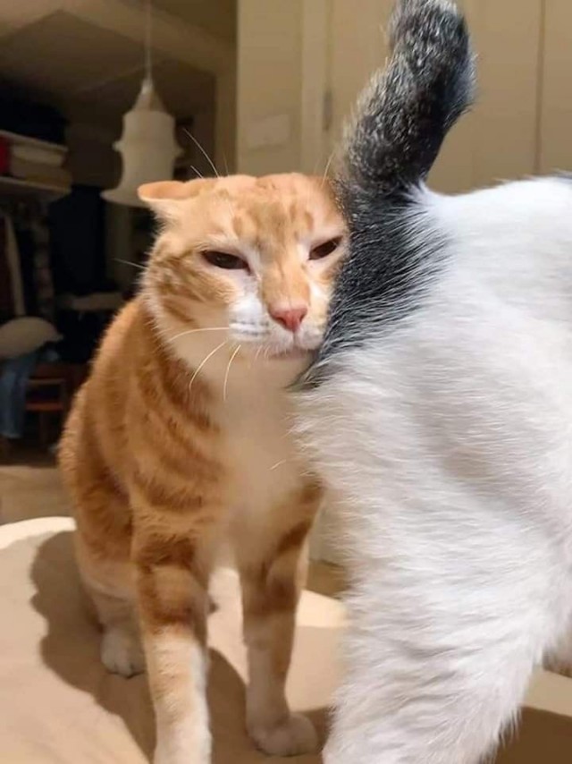 Котовторник в картинках