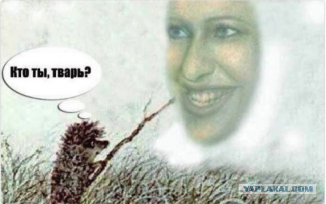Я тебе покажу туман! Я тебе покажу лошадку!